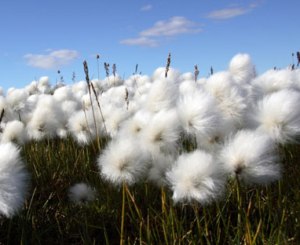 I futures sul cotone volano ai massimi grazie alla domanda cinese