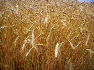 Commodities: come investire nei futures sul grano