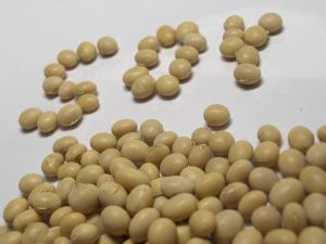Grano e semi di soia in calo a causa delle speculazioni americane