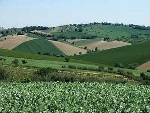 Beni rifugio: l'alternativa dei terreni agricoli