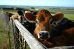 La domanda americana di manzo trascina i futures sui bovini