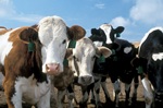 Il caso americano di mucca pazza fa rialzare i futures bovini