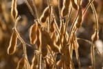 Futures: semi di soia in rialzo grazie all'export di Usa e Brasile