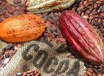 Soft commodities: brusco calo per i futures sul cacao