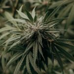 cannabis-5750507_960_720